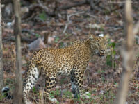 Indian Leopard