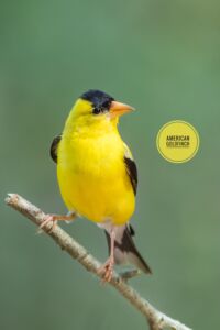 American Goldfinch - Dunwoody Nature Center American Goldfinch - Dunwoody Nature Center