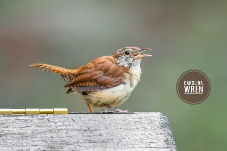 Carolina Wren - Dunwoody Nature Center Carolina Wren - Dunwoody Nature Center