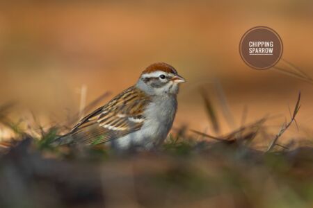 Chipping Sparrow - Dunwoody Nature Center Chipping Sparrow - Dunwoody Nature Center