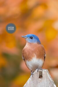 Eastern Bluebird - Dunwoody Nature Center Eastern Bluebird - Dunwoody Nature Center