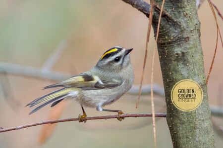 Golden-crowned Kinglet - Dunwoody Nature Center Golden-crowned Kinglet - Dunwoody Nature Center