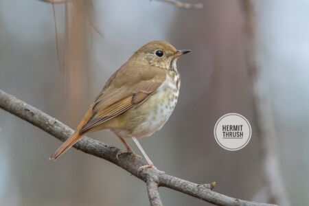 Hermit Thrush - Dunwoody Nature Center Hermit Thrush - Dunwoody Nature Center