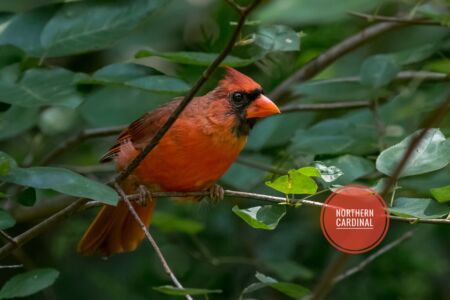 Northern Cardinal - Dunwoody Nature Center Northern Cardinal - Dunwoody Nature Center