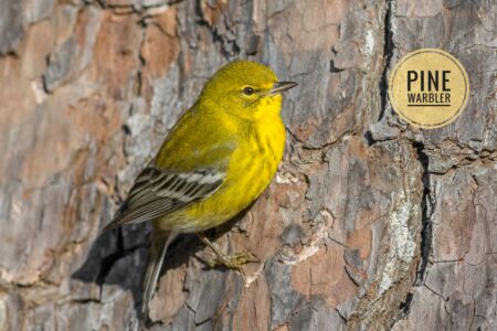 Pine Warbler - Dunwoody Nature Center Pine Warbler - Dunwoody Nature Center