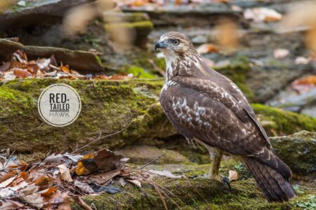 Red-tailed Hawk - Dunwoody Nature Center Red-tailed Hawk - Dunwoody Nature Center