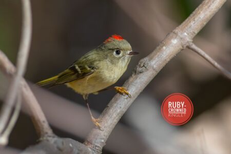 Ruby-throated Kinglet - Dunwoody Nature Center Ruby-throated Kinglet - Dunwoody Nature Center