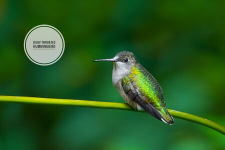 Rudy-throated Hummingbird - Dunwoody Nature Center Rudy-throated Hummingbird - Dunwoody Nature Center