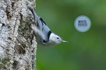 White-breasted Nuthatch - Dunwoody Nature Center White-breasted Nuthatch - Dunwoody Nature Center