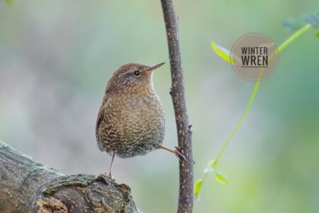 Winter Wren - Dunwoody Nature Center Winter Wren - Dunwoody Nature Center