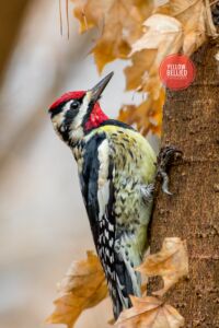 Yellow-bellied Sapsucker Dunwoody Nature Center Yellow-bellied Sapsucker Dunwoody Nature Center
