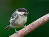 Coal Tit Birding at GlenFinnan