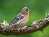 Common Chaffinch Birding at GlenFinnan