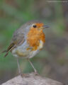 European Robin Birding at GlenFinnan