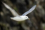 Northern Fulmar Birding at Neist Point