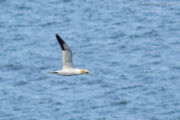 Northern Gannet Birding at Klit Rock & Mealt Falls Point